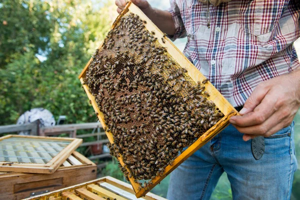 Méhész Aki Méhekkel Teli Lépet Tart Kezében — Stock Fotó