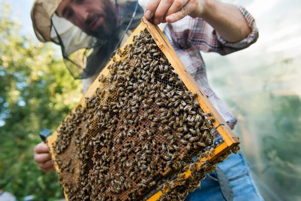 Méhész Aki Méhekkel Teli Lépet Tart Kezében — Stock Fotó