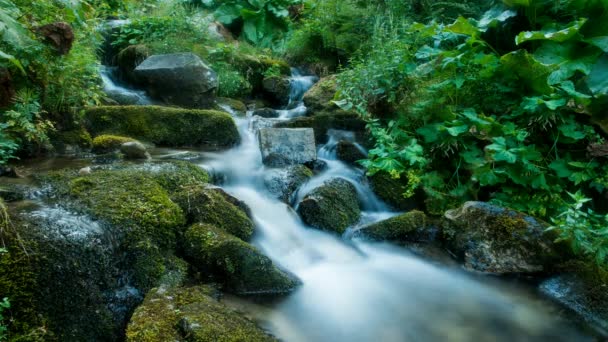 Scenic Kreek Groene Karpaten Bergen Bioscoopfiguur Lange Blootstelling — Stockvideo