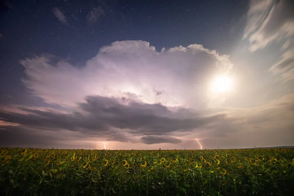 Beautiful thunderstorm with clouds, lightning and moon over a field with sunflowers at night.