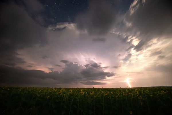 Beautiful thunderstorm with clouds, lightning and moon over a field with sunflowers at night.
