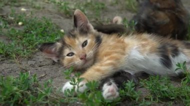 Küçük sevimli üç renkli kedi yavrusu, yakın planda yatıyor.