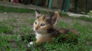 Küçük sevimli üç renkli kedi yavrusu, yakın planda yatıyor.