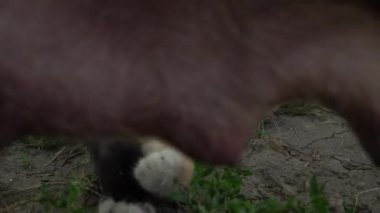 Küçük sevimli üç renkli kedi yalan söylüyor ve yakından tırmalıyor.