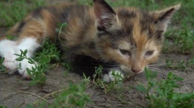 Küçük sevimli üç renkli kedi yavrusu, yakın planda yatıyor.
