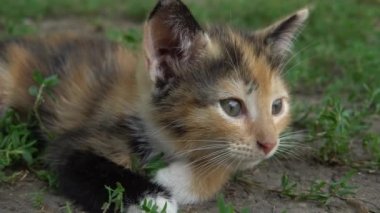 Küçük sevimli üç renkli kedi yavrusu, yakın planda yatıyor.