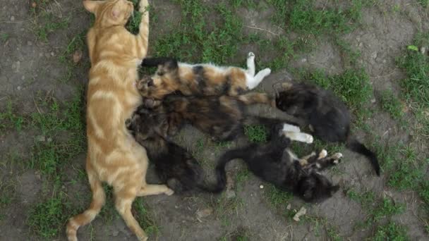 Moeder Kattenborstvoeding Kleine Kittens Het Gras — Stockvideo