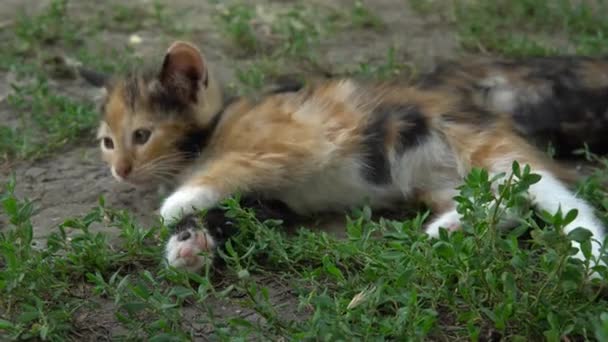 Kleine Süße Tricolor Kätzchen Streckt Und Gähnt Auf Dem Gras — Stockvideo