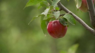 Adamın eli, bir ağaç dalından olgun kırmızı bir elma koparır.
