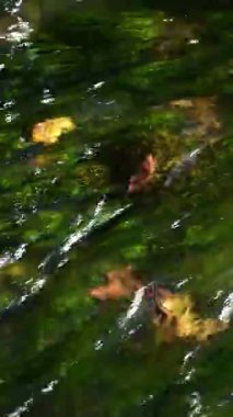 Yeşil yosun ve sarı sonbahar yaprakları hızlı bir nehrin berrak sularında.