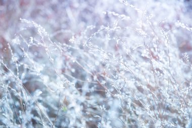 Güzel ihale bitkiler üzerinde alan sonbahar