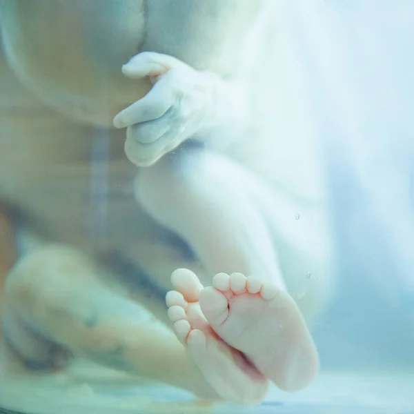 Fötus in Formalin-Lösung — Stockfoto