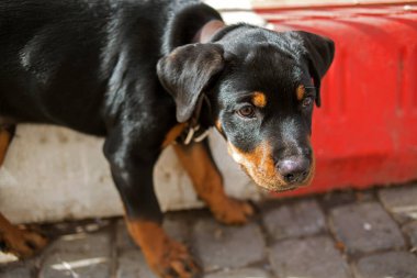Rottweiler köpeği ürkek görünüyor.