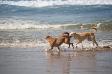 Köpekler dalgalarda, okyanus kıyısında, Fas 'ta oynarlar.
