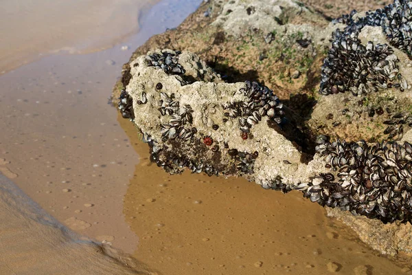 Mejillones Que Crecen Una Roca Orilla Del Océano —  Fotos de Stock