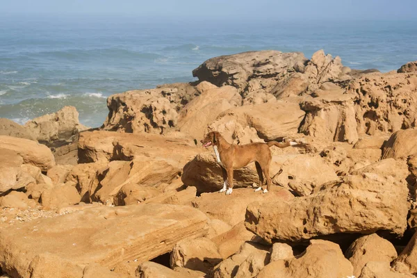 Σκύλος Κοιτάζει Μέσα Στην Απόσταση Στα Βράχια Στον Ωκεανό — Φωτογραφία Αρχείου