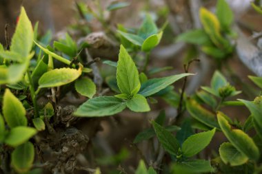 Çalı üzerinde yeşil yapraklar, yumuşak odak
