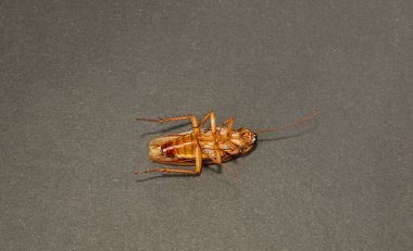 Büyük hamamböcekleri koyu bir arka planda, bacakları yukarıda. Parazit ve böcek kontrolü kavramı