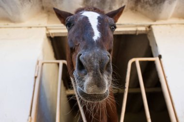 At ağızlığı, aşağıdan yukarıya yakın çekim görüntüsü, yumuşak odak