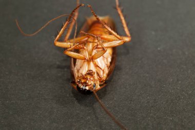 large cockroach close-up on a dark background with legs up. Concept of parasite and insect control clipart