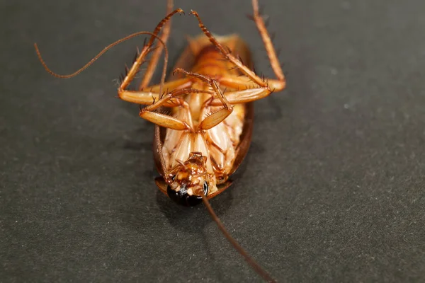 脚を上げて暗い背景に大きなゴキブリのクローズアップ 寄生虫と昆虫の制御の概念 — ストック写真