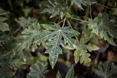 Tozlu incir ağacı yaprağı, yumuşak odak