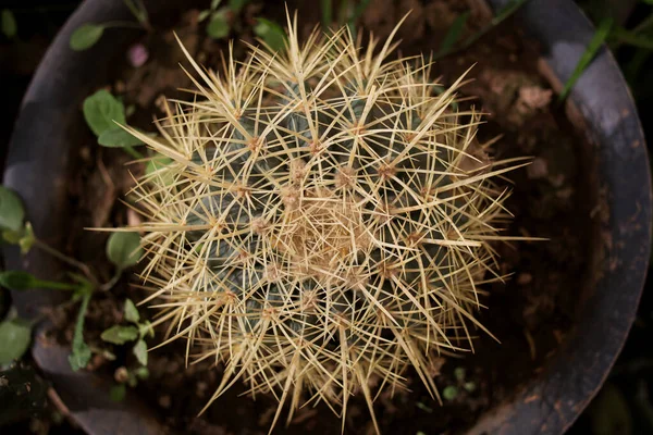 Cactus Con Aghi Gialli Primo Piano Soft Focus — Foto Stock