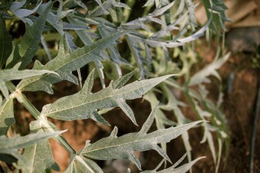 Enginar Bush 'un yaprakları...