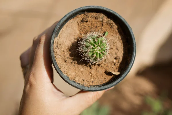 Petit Cactus Dans Pot Main — Photo