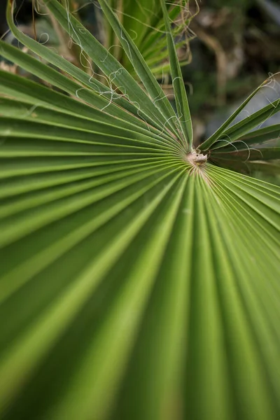 Zbliżenie Liści Palmowych Tło Natury — Zdjęcie stockowe