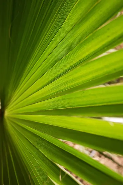 Zbliżenie Liści Palmowych Tło Natury — Zdjęcie stockowe