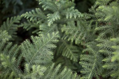 Kozalaklı ağaç dalları üst görünüm, yumuşak odaklanma. Doğal kış geçmişi