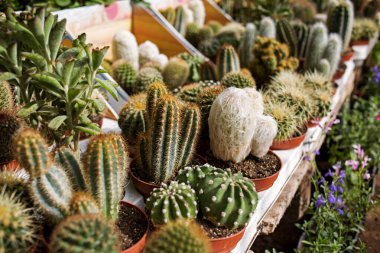 Çiçekçide satılık küçük bir kaktüs.