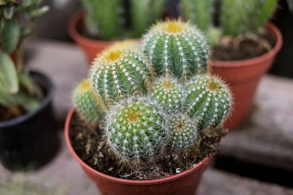 Cactus Top View Photo Taken Store Selling Plants Seedlings Seeds — Stock Photo, Image