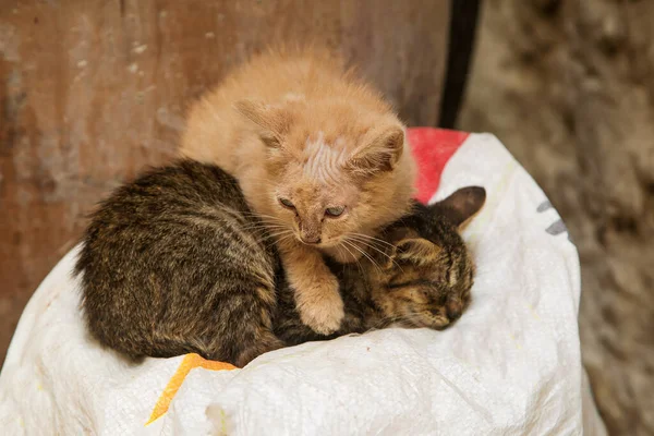 Red Kitten Lichen Lies Top Second Kitten — Stock Photo, Image