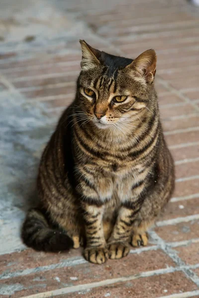 Schöne Brütende Tabby Katze Auf Der Straße — Stockfoto