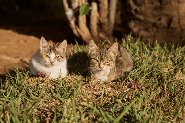 Street homeless cats in the Park — Stock Photo, Image