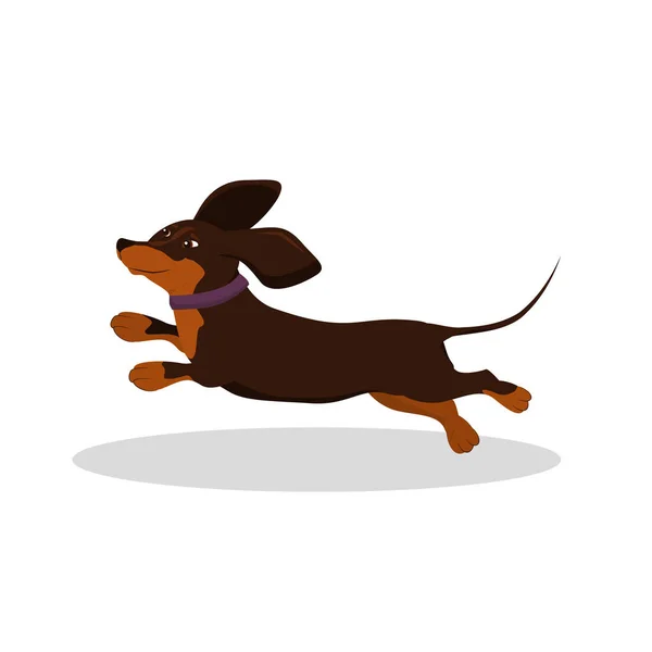 Happy Dachshund Hond Springen Een Witte Achtergrond — Stockvector