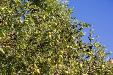 Dal üzerinde taze argan meyveleri