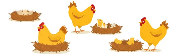 Ensemble Illustrations Sur Thème Des Œufs Couver Par Poulet Animaux — Image vectorielle