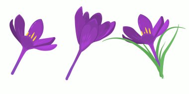  Crocus çiçekleri, bahar çizimleri. Beyaz bir arkaplanda izole edilmiş