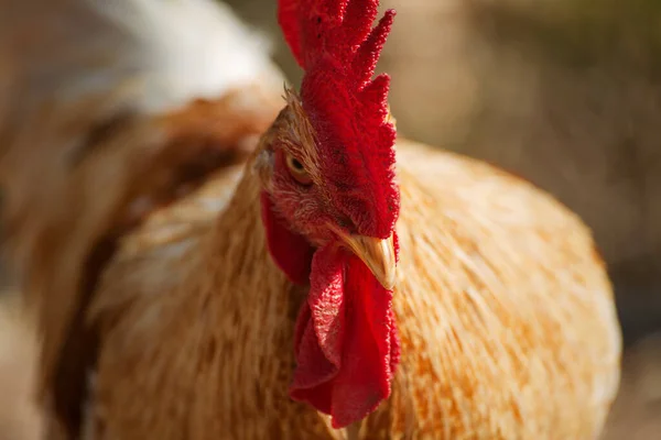 Huvudet på kuken närbild, mjuk fokus — Stockfoto