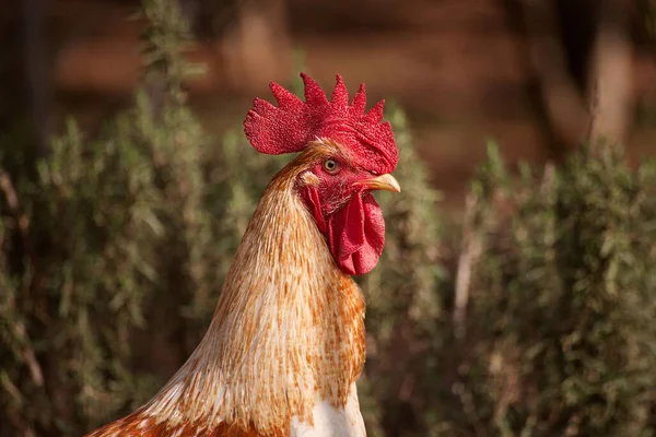 La cabeza de la polla de cerca, enfoque suave — Foto de Stock