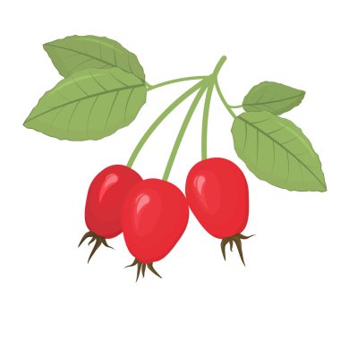  Yapraklı bir dalda beyaz bir arkaplanda izole edilmiş gül ağacı meyvelerinin vektör çizimi