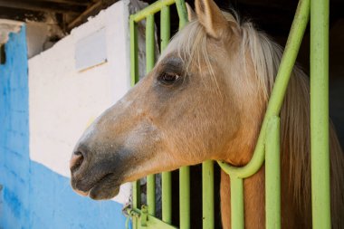 Çayırda duran bir atın fotoğrafı. Yüksek kalite fotoğraf