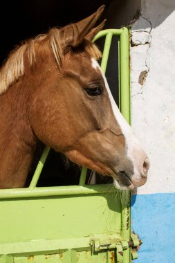 Çayırda duran bir atın fotoğrafı. Yüksek kalite fotoğraf