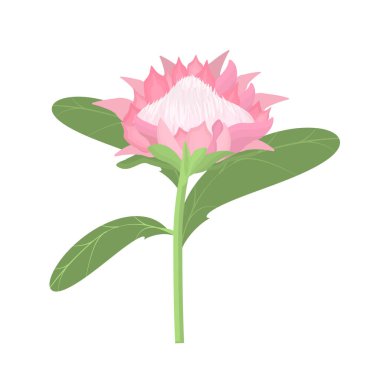  Protea adı verilen bir enginar çiçeğinin beyaz arka planda izole edilmiş vektör çizimi