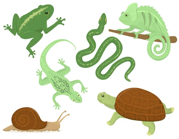 set of vector illustrations with reptiles living in the tropics, isolated on a white background