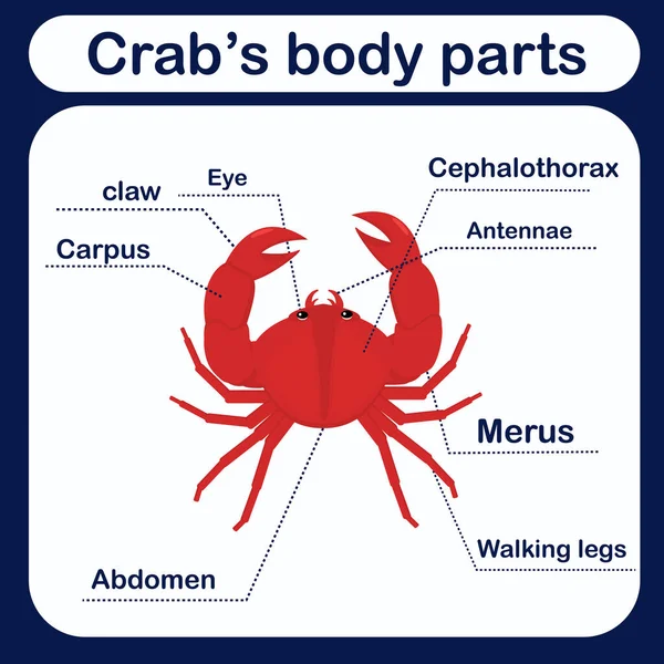  educational vector illustration with crab body parts