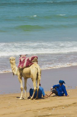 Okyanusta deve ve kamyoncular, Fas 'ta fotoğraf.